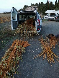 Le Saule du Vannier, cueillette  a Sigean, chez une amie.